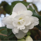 Begonia Tuberhybrida Illumination "White" - во саксија Ø13